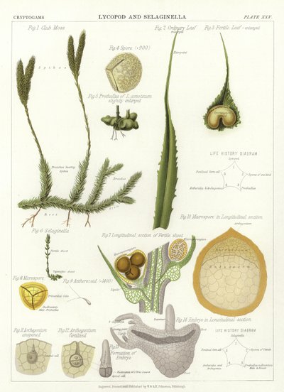 Lycopode et Sélaginelle - English School