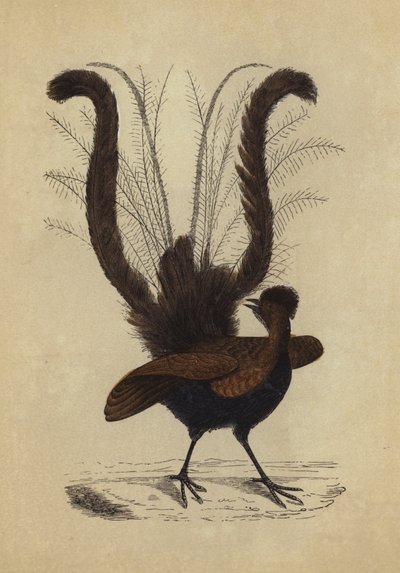 Oiseau-lyre - English School