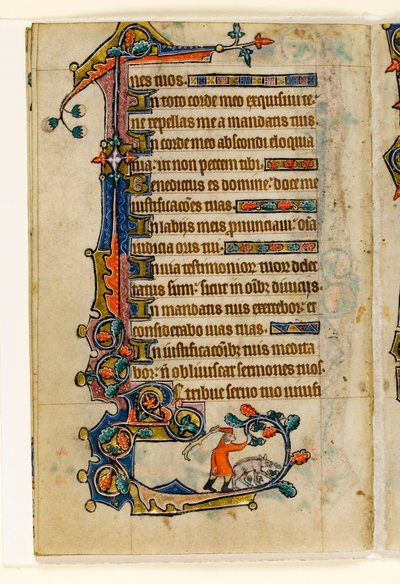 Un porcher faisant tomber des glands pour un cochon, décoration marginale du Psautier de Macclesfield, Usage de Sarum, East Anglia, vers 1330 - English School