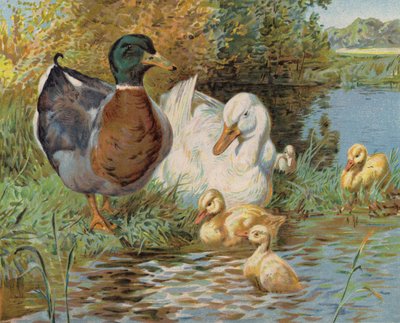 Canards colverts et canetons dans un étang - English School