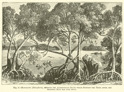 Mangrove (Rhizophora), montrant les racines adventives qui soutiennent l