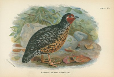 Caille peinte de Manipur - English School