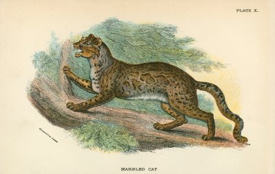 Chat marbré - English School
