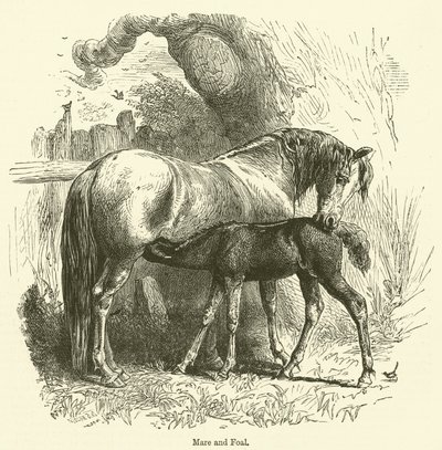 Jument et poulain (gravure) - English School