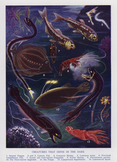 Créatures marines qui brillent dans le noir - English School