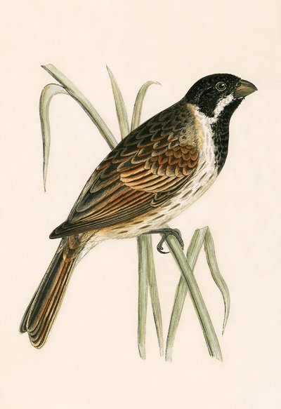 Bruant des marais, illustration de 