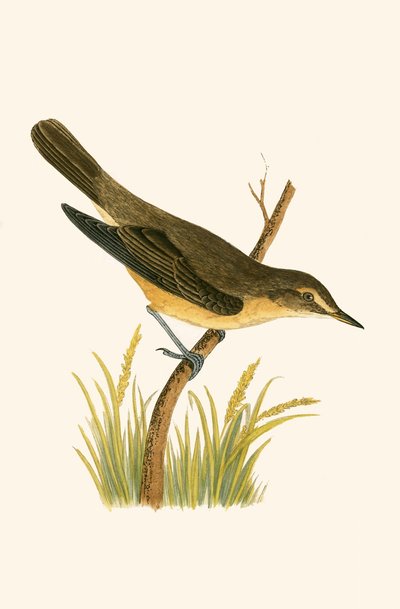 Fauvette des marais, illustration de 