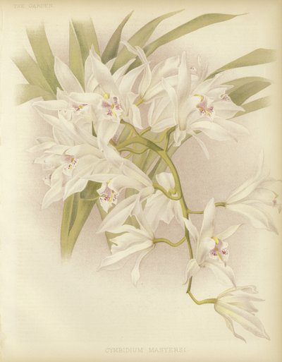 Cymbidium de Masters - English School