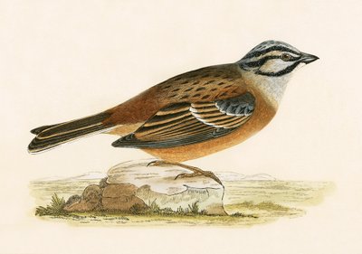 Bruant des prés, illustration de 