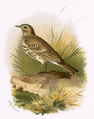 Pipit des prés - English School