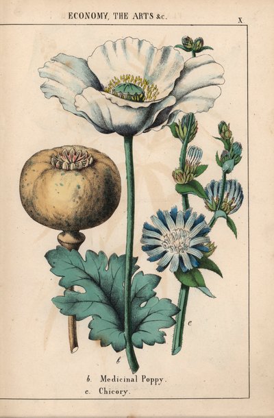 Pavot médicinal à fleur blanche et capsule mûre, et fleur de chicorée bleue, de 