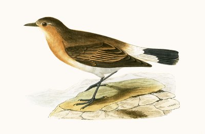 Ménetries Traquet, illustration de 