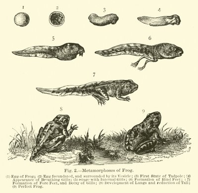 Métamorphoses de la grenouille - English School