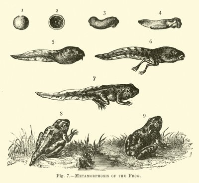 Métamorphose de la grenouille - English School
