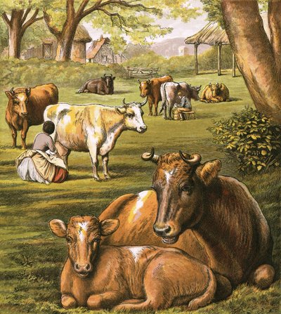 Traite des vaches - English School