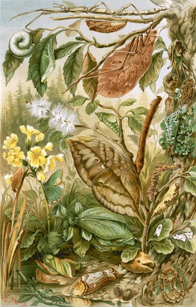Mimétisme chez les insectes - English School