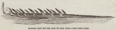Monstre vu au large du Cap de Bonne-Espérance (gravure) - English School