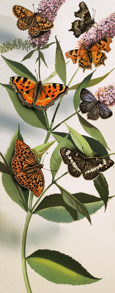 Montage de papillons - English School