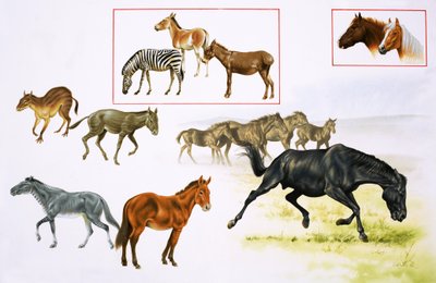 Montage de chevaux et d