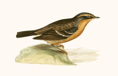 Accenteur montagnard, illustration de 