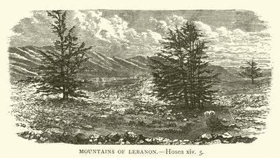 Montagnes du Liban, Osée, xiv, 5 - English School