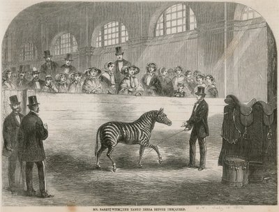 M. Rarey avec le zèbre apprivoisé devant la Reine - English School