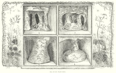 Les nids de guêpes de M. Stone (gravure) - English School