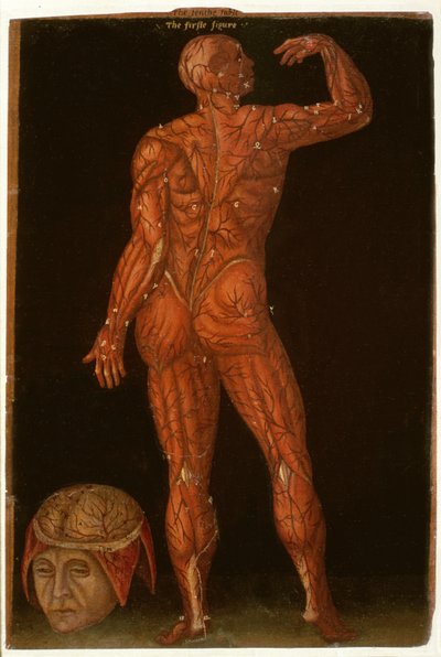 Ms Hunter 364 Table X Dissection, de Anatomical Tables, par John Banister - English School