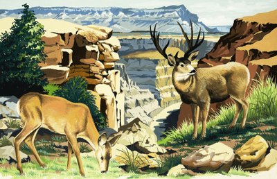 Cerf mulet au parc national du Grand Canyon - English School
