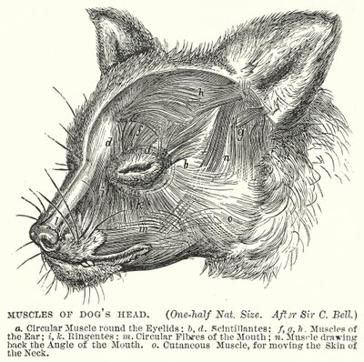 Muscles de la tête de chien (gravure) - English School