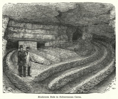 Couches de champignons dans des grottes souterraines (gravure) - English School
