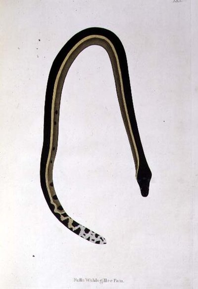 Nalla Wahlagillee Pam Serpent de 