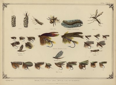 Mouches Naturelles et leurs Larves, Mouches Artificielles pour les Mois - English School