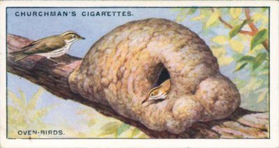 Architectes de la nature : Oiseaux du four (lithographie couleur) - English School