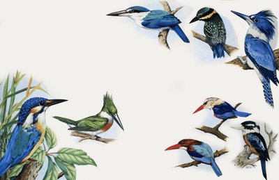 Le royaume de la nature : une éclatante couleur - English School