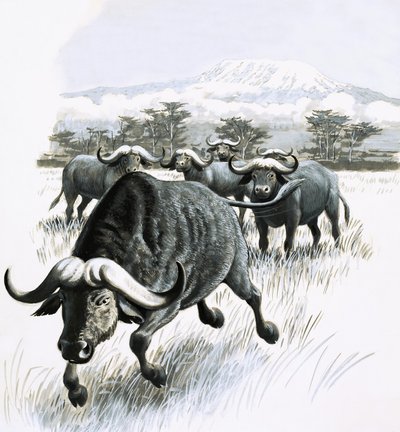 Le Royaume de la Nature : Évitez le Buffle ! - English School