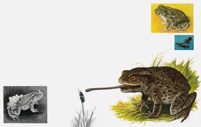 Le royaume de la nature : crapauds -- simples et patients - English School