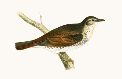 Grive de Naumann, illustration de 