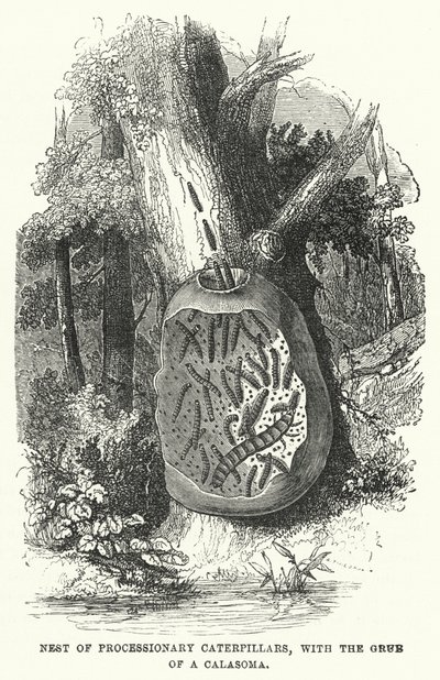 Nid de chenilles processionnaires, avec la larve d