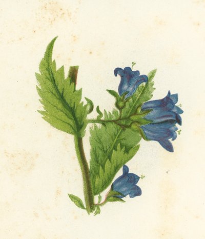 Campanule à feuilles d