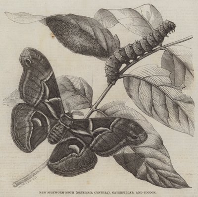 Nouveau papillon de ver à soie (Saturnia Cynthia), chenille et cocon - English School