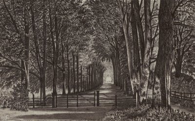 Newbury : Avenue, Highclere Park (litho) - English School