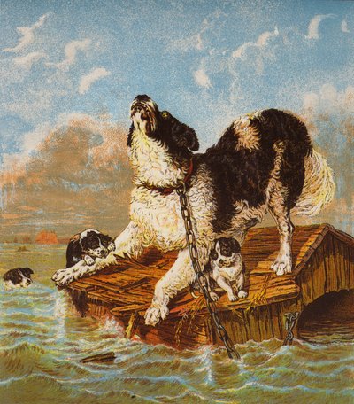 Chien Terre-Neuve et chiots en péril - English School