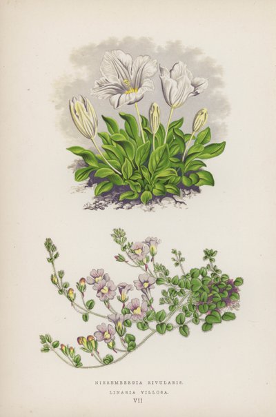 Nierembergia Rivularis; Linaria Villosa - English School