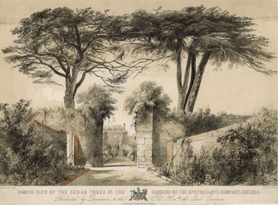 Vue nord des cèdres dans les jardins de la Compagnie des Apothicaires, Chelsea, Londres - English School