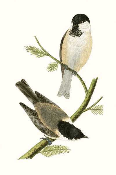 Mésange du Nord, illustration de 