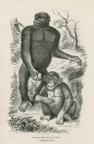Nshiego Mbouve et Jeune, Troglodytes Calvu - English School