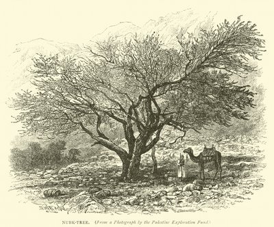 Nubk-Tree - English School