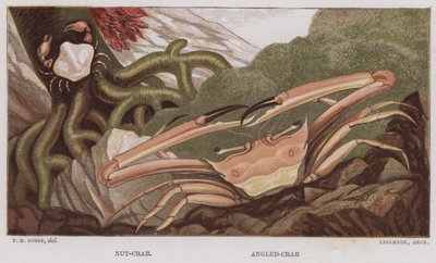 Crabe-noix, Crabe angulaire (lithographie en couleur) - English School