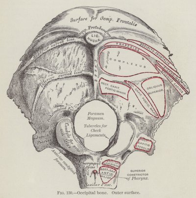 Os occipital, surface externe (gravure) - English School